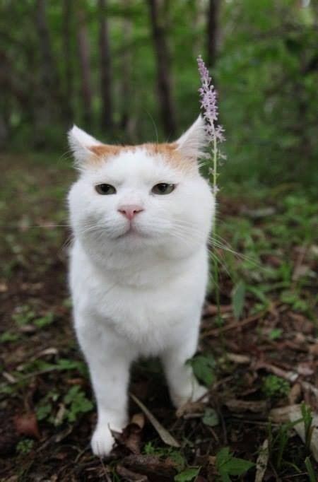 Shiro かわいい猫 かわいい子猫 キュートな猫