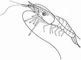 Shrimp Designlooter sketch template
