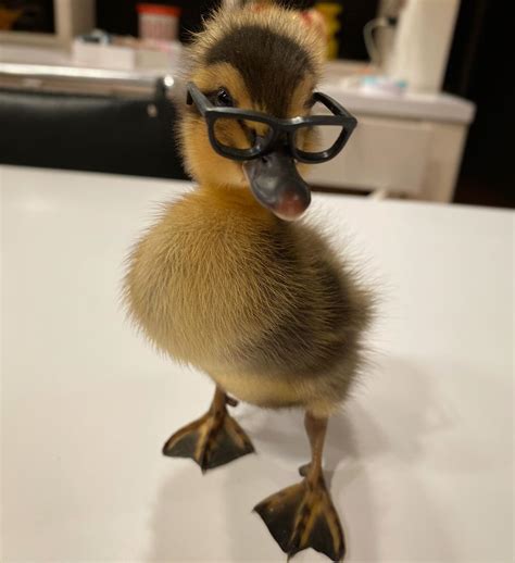 psbattle duck wearing glasses rphotoshopbattles
