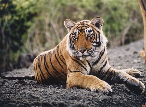 tigers wildlife animal info  wildlife photographs