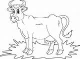 Cow Coloring Simple Drawing Getdrawings Kids Colorir Para Visitar sketch template