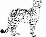Cheetah Coloring Color Pages Animal Print Animals Printable Back sketch template