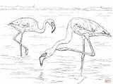 Flamingo Lesser Colorear Flamenco Flamingos Supercoloring sketch template