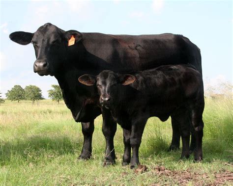 brangus cattle google search  cattle beef cattle