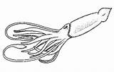 Squid Colossal Riesenkalmar Calamar Calamares Calamaro Colorare Whale Sperm Fighting Tintenfisch Ausmalbilder Disegni Bambini sketch template