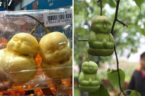 crazy buddha shaped pears flying off the shelves daily star