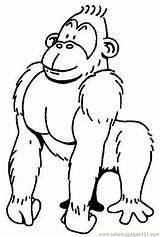 Gorilla Affe Dekoking Ausmalen Dieren Kleurplaten Malvorlage Malvorlagen Coloring Colorear Gorilas Kleurplaat Ausdrucken Orangutanes Guus Chimpansee Monos Kinderfysiotherapie Eiland Dschungel sketch template