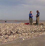 Afbeeldingsresultaten voor Japanse oester Klasse. Grootte: 181 x 185. Bron: schooltv.nl