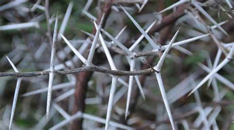 types  trees  thorns pictures  names identification guide