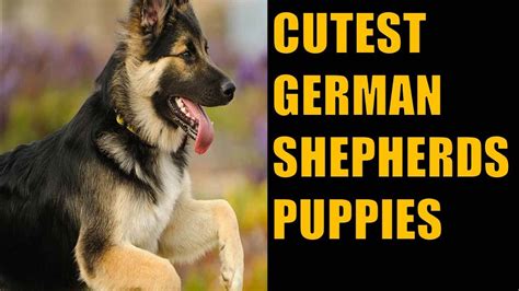 Funny And Cute German Shepherd Puppies Compilation 2020