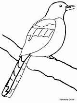 Coloring Pages Oriole Baltimore Bird Template Animals Birds Ravens Templates Colouring Australian Beak Orioles Printable Clipart Comment Animal Clipartbest Comments sketch template