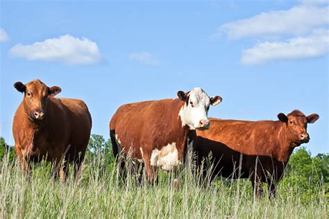 cattle farming  beef production coop