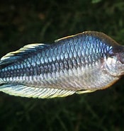 Afbeeldingsresultaten voor "coelodecas Pygmaea". Grootte: 175 x 185. Bron: fishesofaustralia.net.au
