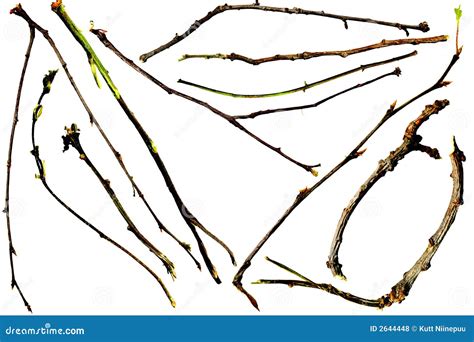 twigs  branches royalty  stock  image