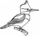 Uccelli Crtež Oiseaux Bojanke Pajaros Ptice Ptica Colorat Crtezi Desene Coloriages Woodpecker Bojanje Djecu Printanje Jay sketch template