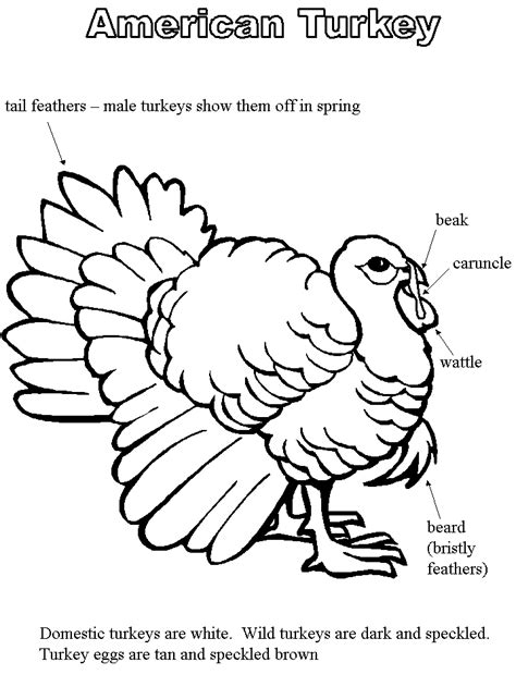 turkey labeling homeschool thanksgiving pinterest turkey coloring  turkey coloring pages