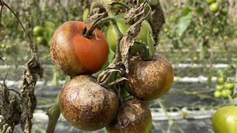 Preocupación Entre Los Productores De Tomate De Canarias Por El Hongo