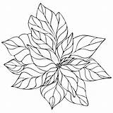Poinsettia Flower sketch template