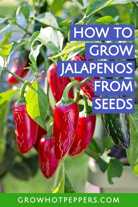 grow jalapenos  seeds  potted plants growing jalapenos