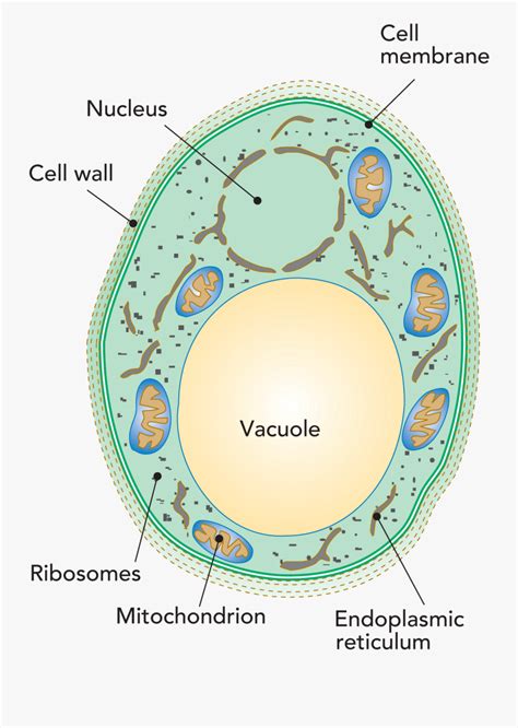 transparent vacuole clipart penicillium roqueforti cell structure  transparent clipart