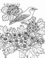 Coloring Pages Scenery Scenic Beautiful Winter Adult Color Flower Fall Scene Animals Bird Flowers Animal Designlooter Drawing Getdrawings Super Drawings sketch template