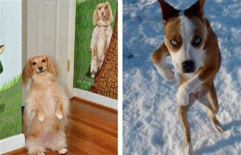 standing dog pictures    awkward    hilarious