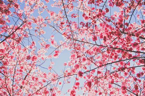cherry blossom backgrounds  images