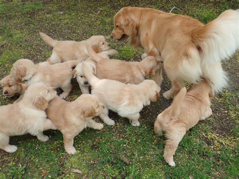 golden retriever meets litter  puppies   time  adorable video