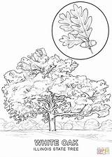 Coloring Tree State Pages Maryland Illinois Drawing Connecticut Texas Louisiana Printable Missouri Symbols Oak Trees Monkey Hanging Color Empire Building sketch template