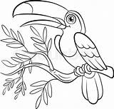 Toucan Bird Drawing Tree Coloring Pages Birds Getdrawings Cute sketch template