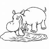 Coloring Pages Hippo Hippos Kids Animal Color Animals Printable Print Fun Picgifs תמונה Coloringpages1001 Nijlpaard sketch template