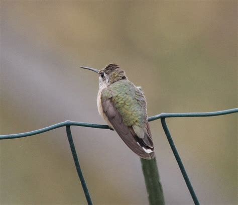 calliope hummingbird massachusetts avian records committee