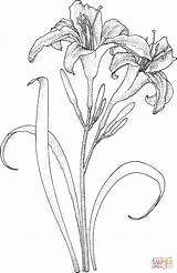 Coloring Lily Drawing Pages Flowers Lilies Printable Flower Daylily Colouring Drawings Color Template Name Sketches Supercoloring Sheets Pencil Daylilies Adult sketch template