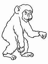 Chimp Coloring Supercoloring Pages sketch template