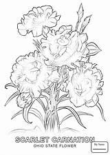 Coloring Carnation Pages Flower Awesome Getcolorings Printable Color Getdrawings sketch template