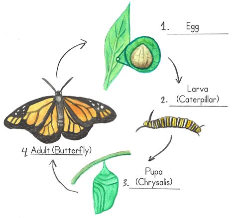 life cycle   butterfly biology quiz quizizz