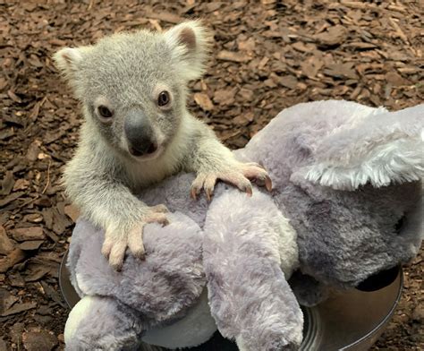 baby koala bio jersey baby koala panel carla koala  biobox