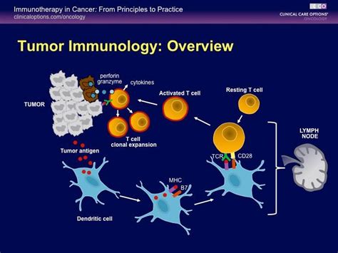 Immunotherapy To Cancer Cancer Treatment And Support Foundation