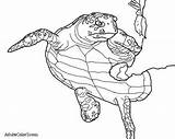 Turtle Sea Coloring Hawksbill Drawing Sponge Hawksbills Help Getdrawings Pages Getcolorings sketch template