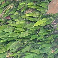 Afbeeldingsresultaten voor Cryptocheles pygmaea Klasse. Grootte: 188 x 185. Bron: www.phytoimages.siu.edu