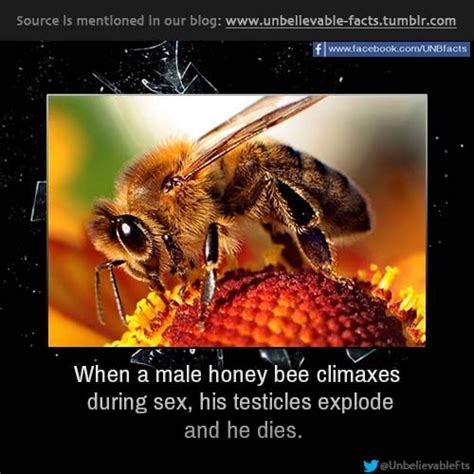 Pin By Andreea Birkenmeier On Interesting Facts Bee Male Honey Bee