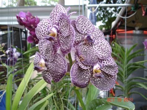 Venice Orchid Show And Sale 2012 In Venice Florida