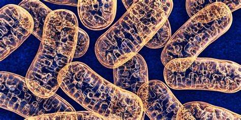 5 things you should know about mitochondrial disease