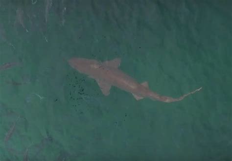drone footage spots shark  popular beach