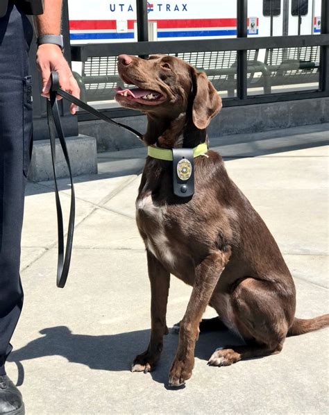 chocolate lab german shorthair mix puppy