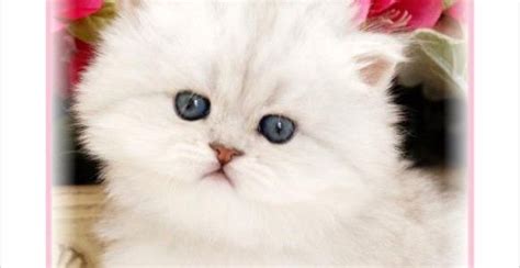 teacup persian kittens photo