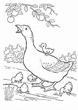 Goose Coloring Pages Mother Printable Goslings Geese Baby Birds Print Kids Game Description Popular Comments Coloringhome sketch template
