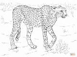 Coloring Cheetah Pages Printable Animals Safari African Color Print Animal Adults King Drawing Cute sketch template