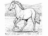 Colorat Planse Cal Desene Horse Cai Animale Mamifere sketch template