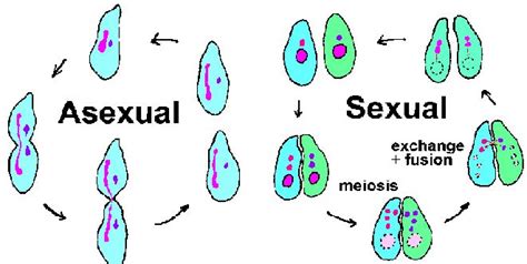 asexual vs sexual reproduction genetic engineering info